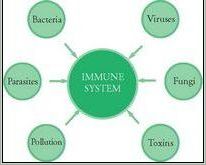 your immune