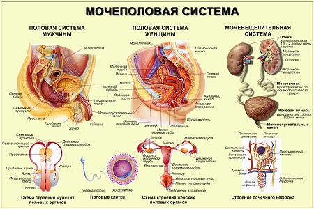 Анатомия мочеполовой системы (2014)