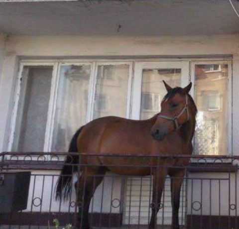 Поляк затащил лошадь на балкон, чтобы ее не украли