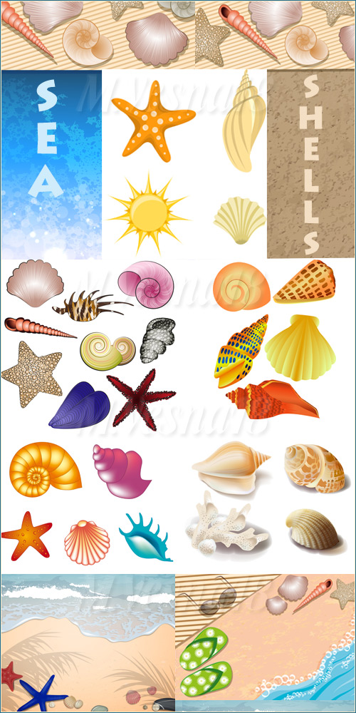 ,  ,   / Shells, images stock vector