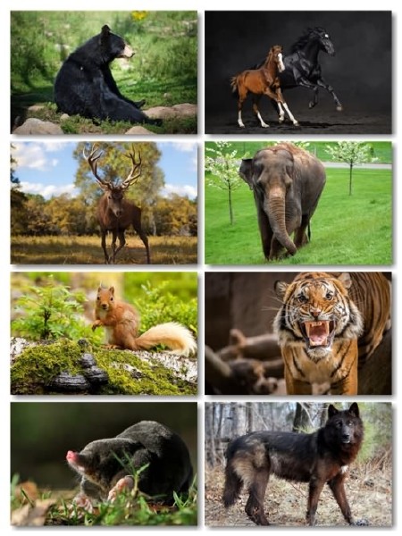 Сборник фото отличного качества животных выпуск 67