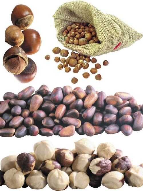 Лесной орех, фундук, кедровый орех (подборка изображений)
