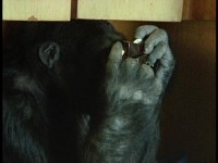 ,   / Koko A Talking Gorilla / Koko, le gorille qui parle (1978) DVD9 