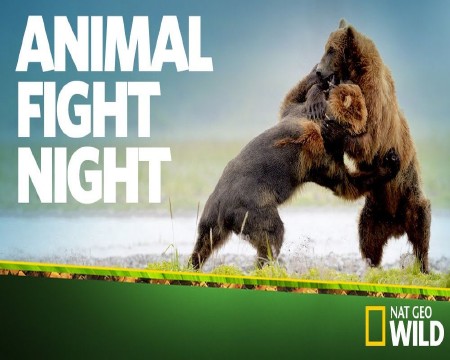 National Geographic:    : , ,  / Animal Fight Night  (2014) IPTVRip