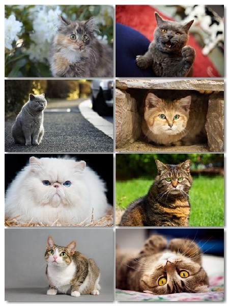 Сборник фотографий котов отличного качества выпуск 1