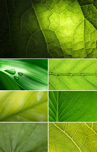 Зеленый лист (коллекция макро фонов)