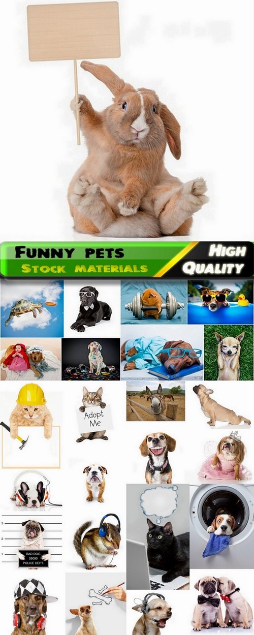 Cute and funny home pets Stock images - 25 HQ Jpg