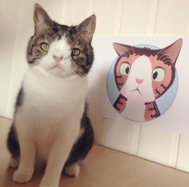 Кот-аватар по кличке Монти с самой необычной мордочкой из всех, что вы видели