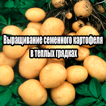 Выращивание семенного картофеля в теплых грядках (2014) WebRip