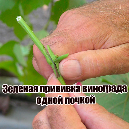 Зеленая прививка винограда одной почкой (2014) WebRip