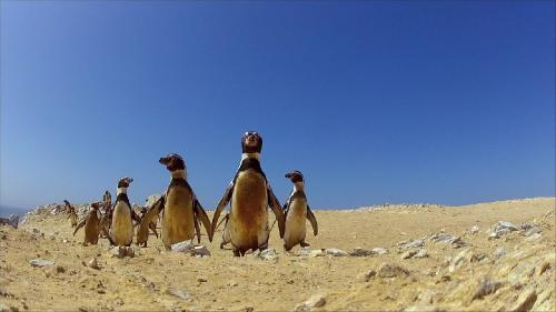 Пингвины скрытой камерой / Penguins: Spy in the Huddle (2013) [1/3] 720p BDRip