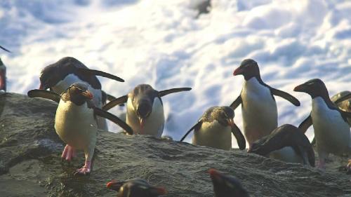 Пингвины скрытой камерой / Penguins: Spy in the Huddle (2013) [1/3] 720p BDRip